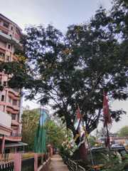 Peltophorum pterocarpum