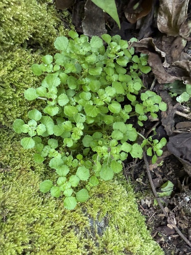 Pilea peploides iNat (3)