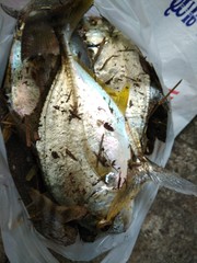 Caranx ignobilis