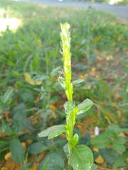Pseudelephantopus spicatus