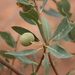 Boscia senegalensis - Photo (c) Marco Schmidt, algunos derechos reservados (CC BY-NC-SA)