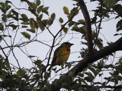 Ploceus cucullatus nigriceps