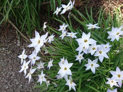 Ipheion