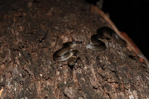 Pale-headed Snake sighting