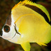 Blacknosed Butterflyfish - Photo (c) LASZLO ILYES, some rights reserved (CC BY)