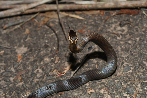 Golden-crowned Snake sighting