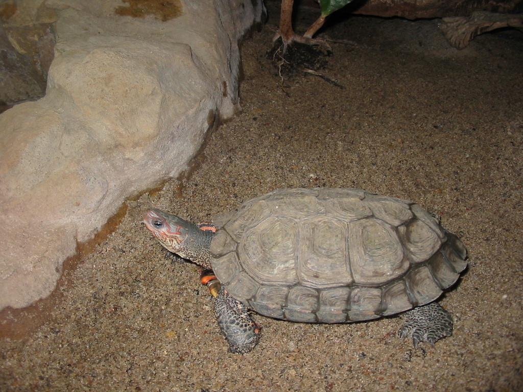 Incised Wood Turtle