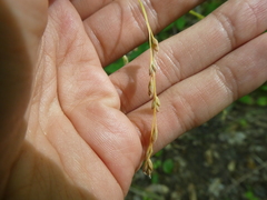 Festuca subverticillata