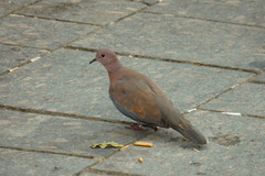 Streptopelia senegalensis