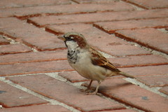 Passer domesticus