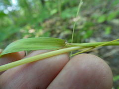 Festuca subverticillata