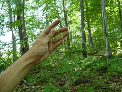 Festuca subverticillata