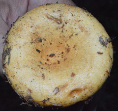 Lactarius intermedius