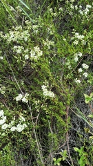 Polygonum dentoceras