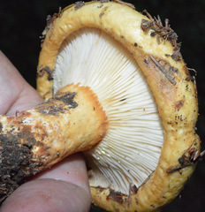 Lactarius intermedius