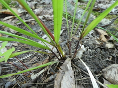 Festuca subverticillata