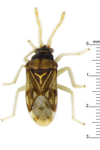 Entisberus archetypus observed 2014-12-04