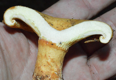Lactarius intermedius