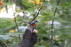 Dicaeum trigonostigma