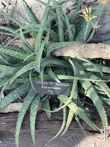 Aloe sinkatana