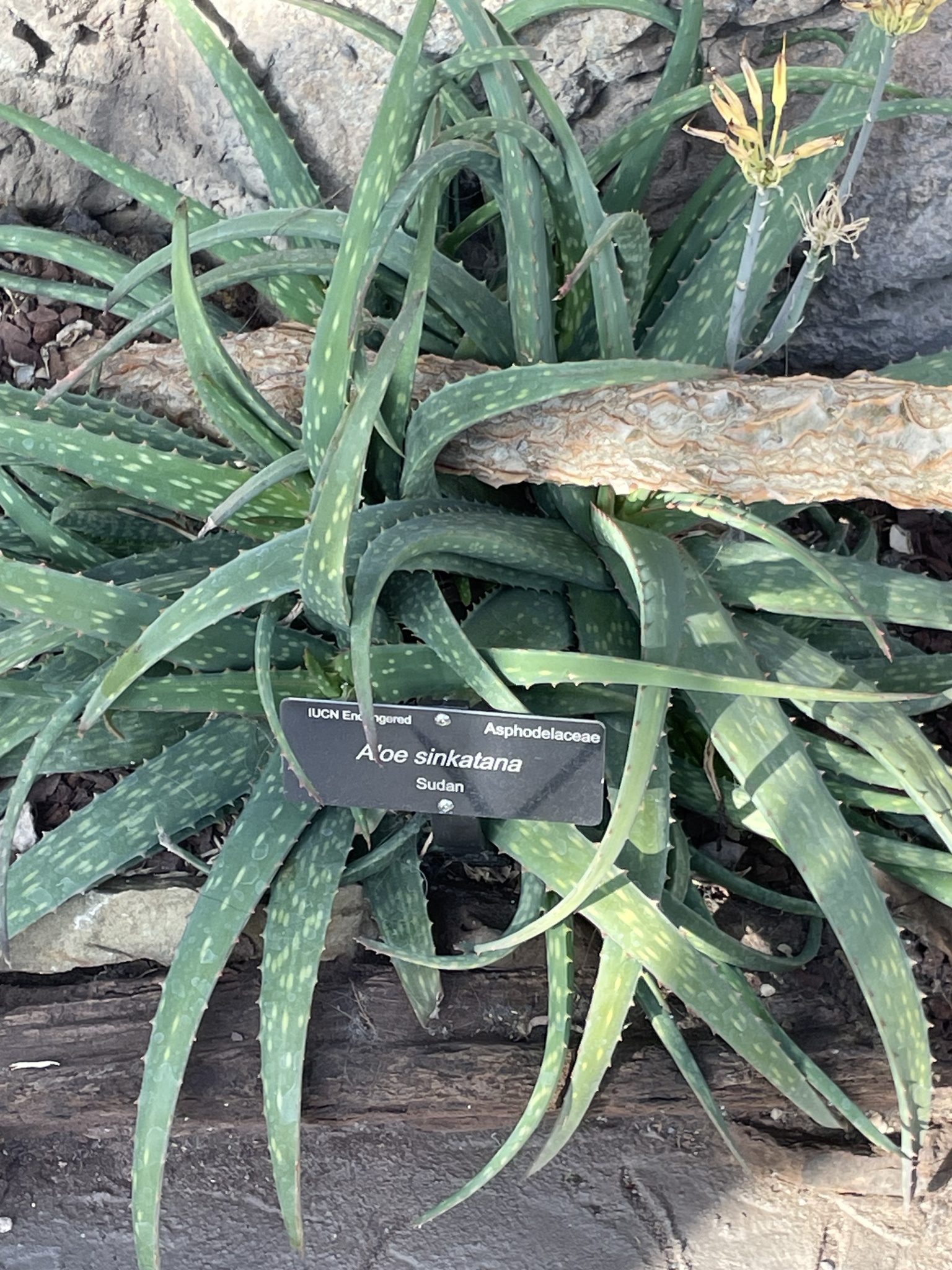 Aloe sinkatana