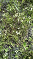 Polygonum dentoceras