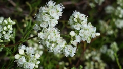 Polygonum dentoceras