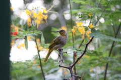 Pycnonotus finlaysoni