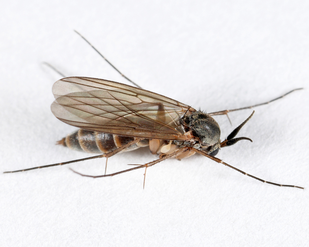 Stigmatomeria