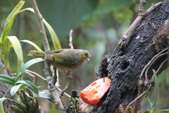 Pycnonotus finlaysoni