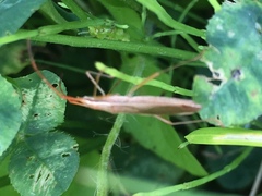 Protenor belfragei