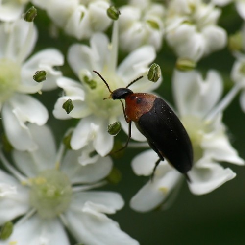 Gelsvapilvis Dygliavabalis nuotrauka