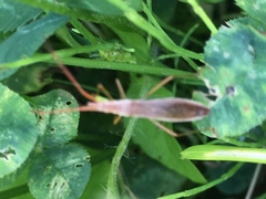 Protenor belfragei