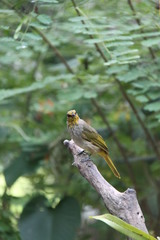 Pycnonotus finlaysoni