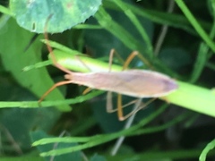 Protenor belfragei