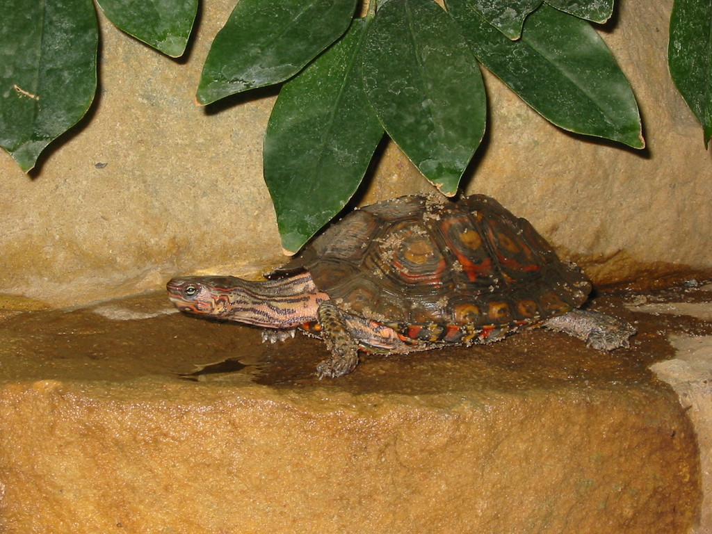 Central American Wood Turtle