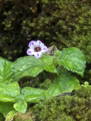 Diastema vexans, photograph (c) RJ Baltierra, some rights reserved (CC BY)