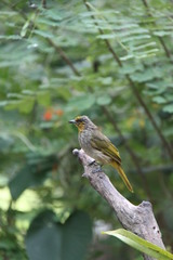 Pycnonotus finlaysoni