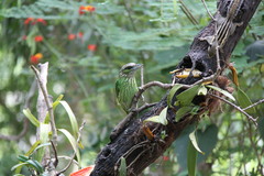 Psilopogon faiostrictus