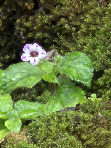 Diastema vexans, photograph 5