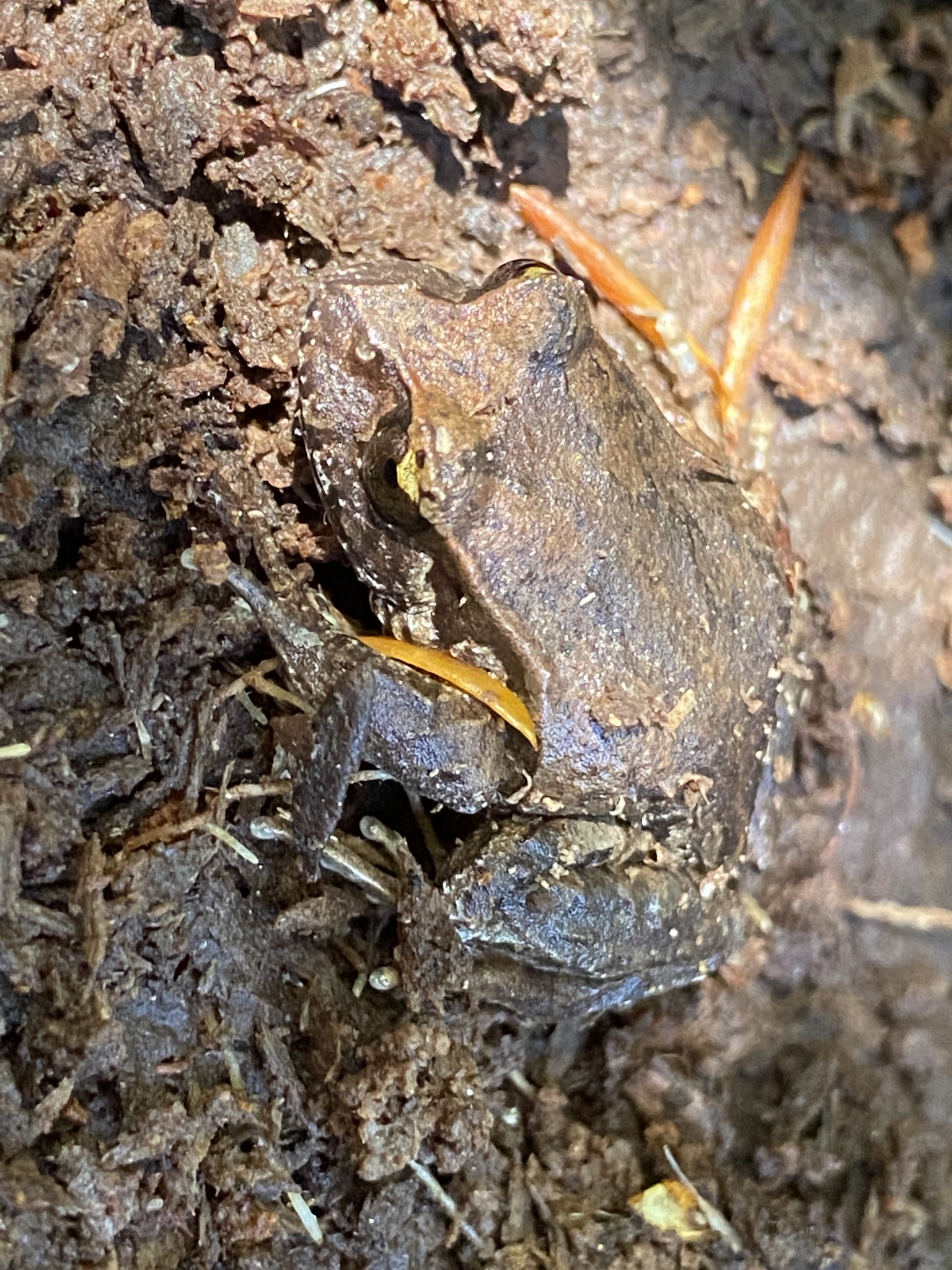 Eupsophus calcaratus (Günther, 1881)