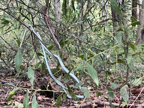 Common Tree Snake sighting