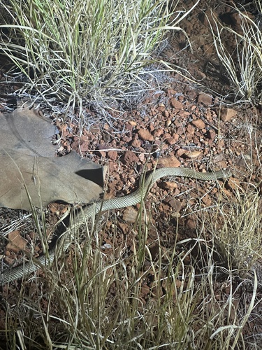 Mulga Snake sighting