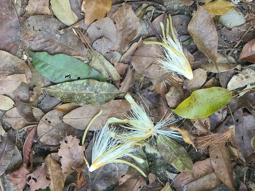 Pseudobombax ellipticoideum A.Robyns