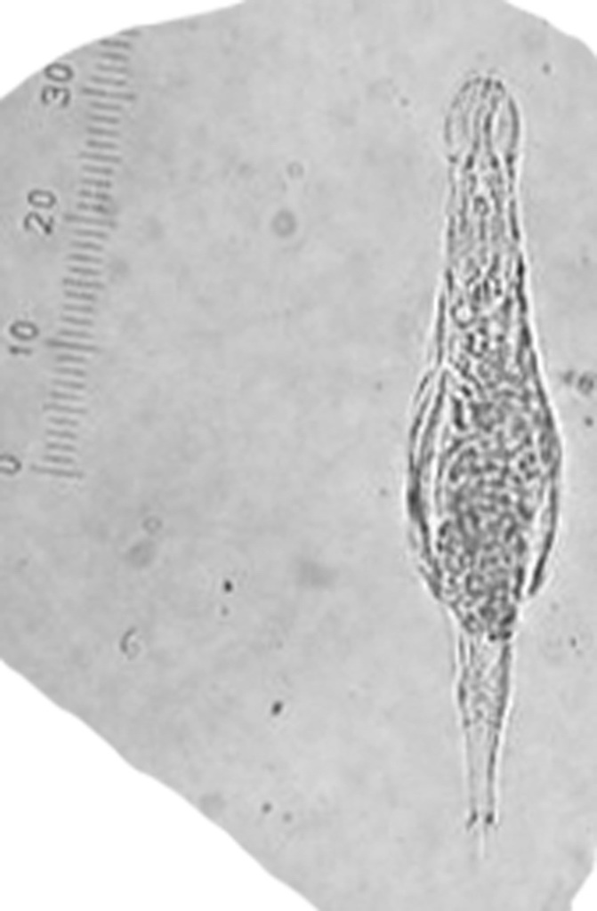 Adinetidae