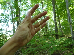 Festuca subverticillata