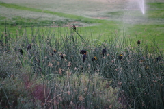 Xanthocephalus xanthocephalus