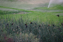 Xanthocephalus xanthocephalus