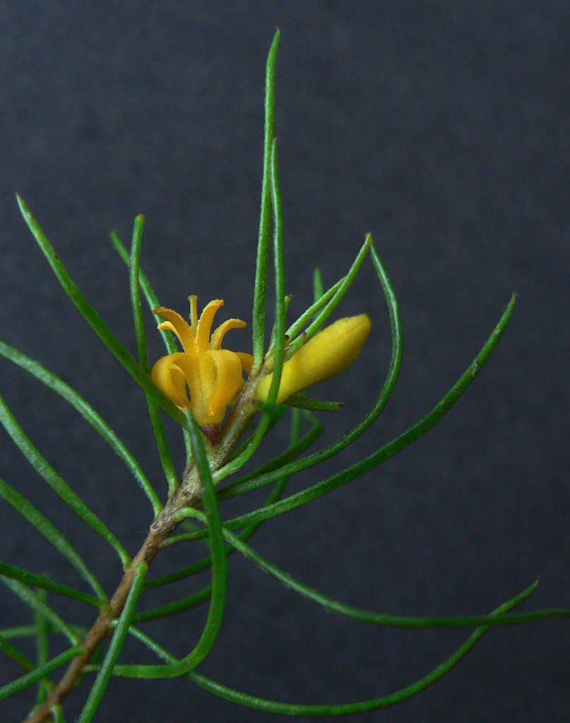 north rothbury persoonia