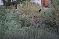 Xanthocephalus xanthocephalus